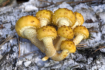 Image showing group of mushrooms (Pholiota aurivella ), on the birch trunk.