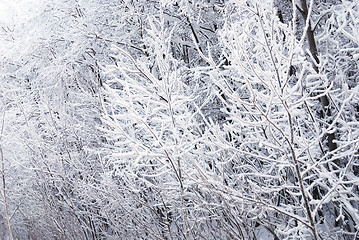 Image showing trees in the snow