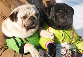 Image showing two funny dog clothes