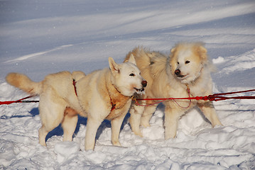 Image showing two siberian huskies