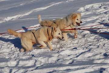 Image showing two siberian huskies