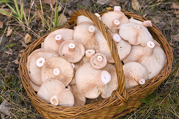 Image showing  basket, full of mushrooms( Lactarius torminosus)