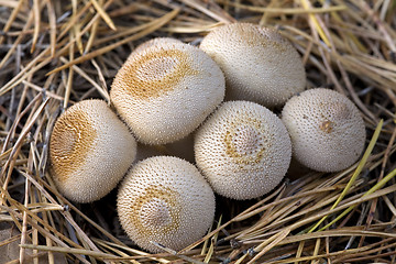 Image showing group of mushrooms (Lycoperdon umbrinum).