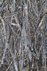 Image showing tree branches covered with ice