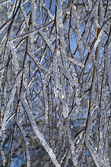 Image showing tree branches covered with ice