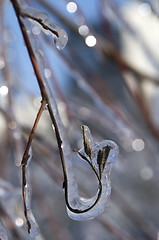 Image showing tree branches covered with ice