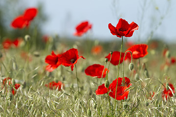 Image showing red poppies on the field