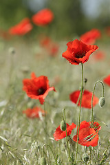 Image showing red poppies on the field