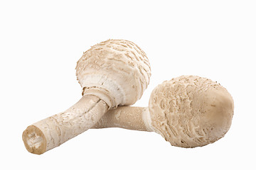 Image showing two edible mushrooms