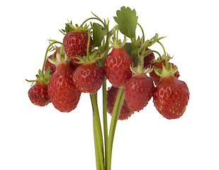 Image showing    bunch of wild strawberry