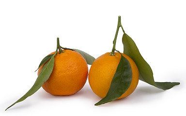 Image showing ripe tangerines