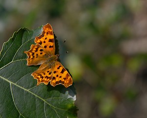 Image showing Butterfly