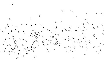 Image showing Birds