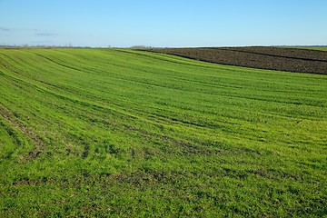 Image showing Field