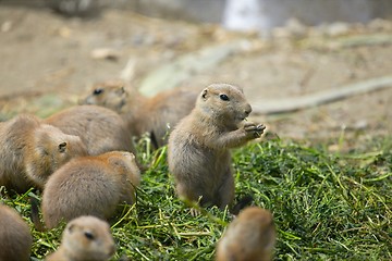 Image showing Prairie dogs