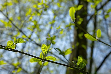 Image showing Leaves