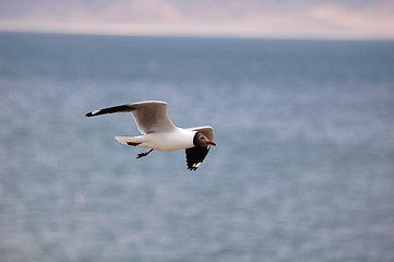 Image showing Flying bird