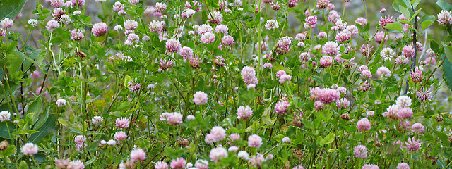 Image showing Meadow covered with flowering clover