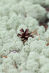 Image showing Pine cone on surface of the northern moss