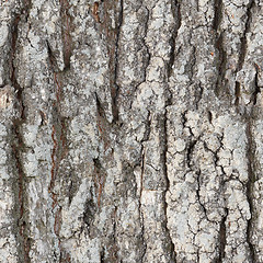 Image showing Seamless texture - bark