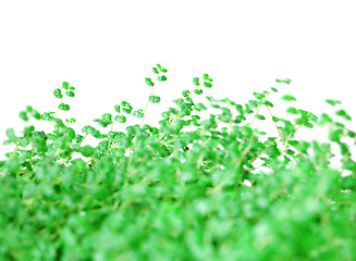 Image showing Background from green vegetation - Soleirolia Gaud, Helxine