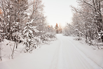 Image showing Road to snow-covered wood - northern landscape