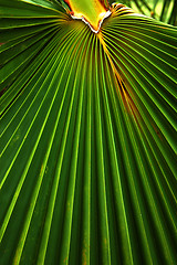 Image showing Palm Frond