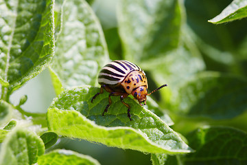 Image showing Colorado bug on potato leaves