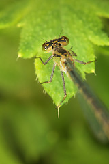 Image showing Adult dragonfly on green plant