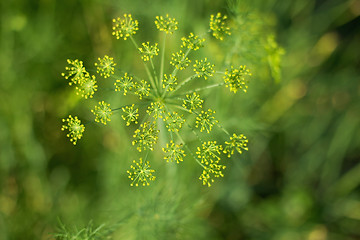 Image showing Fennel - inflorescences close up background