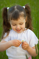Image showing Little girl tears off petals at chamomile