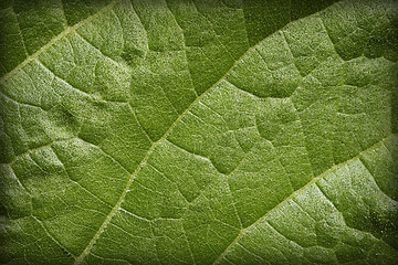 Image showing Natural background - leaf blade