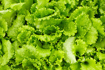 Image showing Green salad is growing in garden