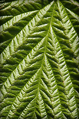 Image showing Surface of green leaf - natural background