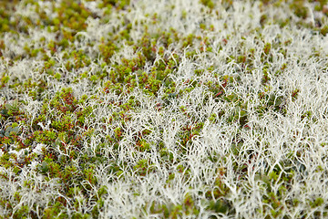 Image showing Surface of ground covered by mosses and lichens - northern tundr