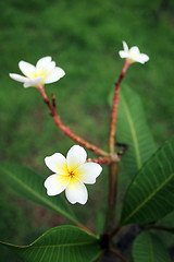 Image showing Thai flowers