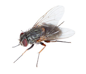 Image showing Gray hairy disgusting fly