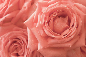 Image showing Background - pink flowers roses