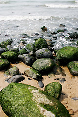 Image showing Moss on rocks