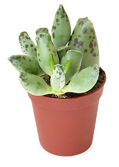 Image showing Succulents in pot, isolated on white background