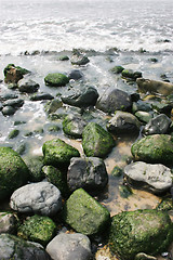 Image showing Moss on rocks