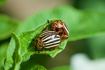 Image showing Wreckers of potato - Colorado bugs breed on leaves