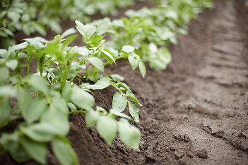 Image showing Growing potatoes