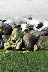 Image showing Moss on rocks