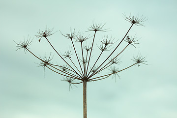 Image showing Dried up inflorescence of an umbellate plant