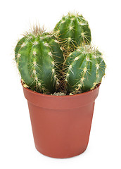 Image showing Family decorative cactus in pot