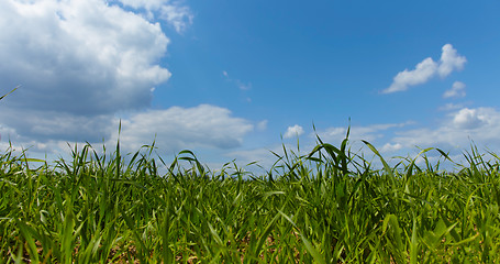 Image showing Green forage grass