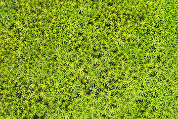 Image showing Soil with green northern moss - background