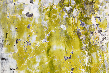 Image showing Mold and algae on dirty wall