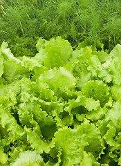 Image showing Salad and fennel
